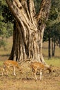 Chital Deer under Old Tree in Kanha National Park, India