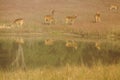 Chital Deer at Watering Hole in Kanha National Park, India Royalty Free Stock Photo