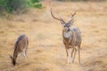 Chital Deer Royalty Free Stock Photo