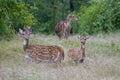 Chital Deers