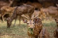Chital deers are native of Indian sub continent
