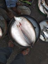 Chital Fish is also Known as "Clown Knife Fish" . Bihu special . Freshwater fishes . Exotic fish