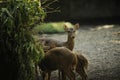 Chital have several white spots, whereas fallow deer usually have white splotches Royalty Free Stock Photo