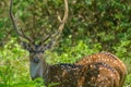 A male Chital deer in Nagarahole National Park