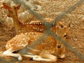 The chital in a reserve, also known as spotted deer, chital deer, and axis deer, is a species of deer that is native in the Indian Royalty Free Stock Photo