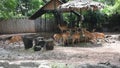 Chital or spotted deer at Dusit Zoo or Khao Din Wana park in Bangkok, Thailand