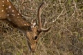 Chital Stag Royalty Free Stock Photo