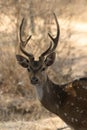 Chital stag deer