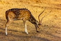 Chital Stag at a salt lick, Gir Natonal Park, Gujarat, India Royalty Free Stock Photo