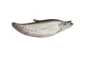 Chitala ornata, Spotted Knife Fish or Spotted Featherback isolated on white background.