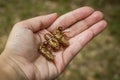 Chitin exoskeleton of cicada Tibicina haematodes in the hand