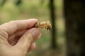 Chitin exoskeleton of cicada Tibicina haematodes in the hand