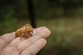 Chitin exoskeleton of cicada Tibicina haematodes in the hand