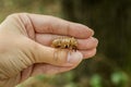 Chitin exoskeleton of cicada Tibicina haematodes on the tree