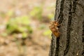 Chitin exoskeleton of cicada Tibicina haematodes on the tree