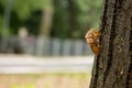 Chitin exoskeleton of cicada Tibicina haematodes on the tree