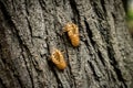 Chitin exoskeleton of cicada Tibicina haematodes on the tree