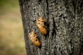 Chitin exoskeleton of cicada Tibicina haematodes on the tree
