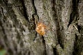 Chitin exoskeleton of cicada Tibicina haematodes on the tree