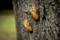 Chitin exoskeleton of cicada Tibicina haematodes on the tree