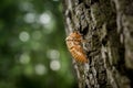 Chitin exoskeleton of cicada Tibicina haematodes on the tree