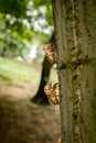 Chitin exoskeleton of cicada Tibicina haematodes on the tree