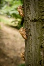 Chitin exoskeleton of cicada Tibicina haematodes on the tree