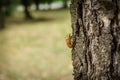 Chitin exoskeleton of cicada Tibicina haematodes on the tree