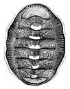 Chiton chilensis, vintage illustration