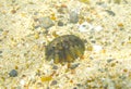 Chiton Royalty Free Stock Photo