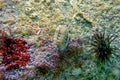 Chiton, a marine polyplacophoran mollusk in the family Chitonidae Royalty Free Stock Photo