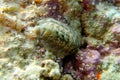 Chiton, a marine polyplacophoran mollusk in the family Chitonidae Royalty Free Stock Photo