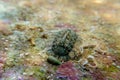 Chiton, a marine polyplacophoran mollusk in the family Chitonidae Royalty Free Stock Photo