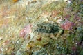 Chiton, a marine polyplacophoran mollusk in the family Chitonidae Royalty Free Stock Photo