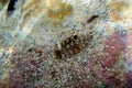 Chiton, a marine polyplacophoran mollusk in the family Chitonidae Royalty Free Stock Photo