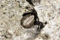 A Chiton on a rock Royalty Free Stock Photo