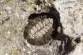A Chiton on a rock Royalty Free Stock Photo