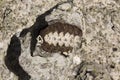 A Chiton on a rock Royalty Free Stock Photo