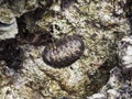 Chiton Royalty Free Stock Photo