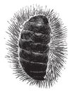 Chiton spinosus, vintage illustration