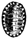 Chiton, vintage illustration