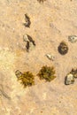 Chitons fossils on the beach of chabahar,iran