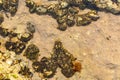 Chitons fossils on the beach of chabahar,iran