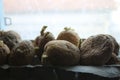Chitting potatoes in front of a windowsill. this helps develop the roots for growing Royalty Free Stock Photo