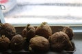 Chitting potatoes in front of a windowsill. this helps develop the roots for growing Royalty Free Stock Photo