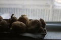 Chitting potatoes in front of windowsill to prepare for spring planting Royalty Free Stock Photo