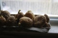 Chitting potatoes in front of windowsill to prepare for spring planting Royalty Free Stock Photo