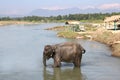 Chitwan Elephant - Nepal Royalty Free Stock Photo