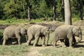 Chitwan National Park, Sauraha, Nepal Royalty Free Stock Photo