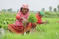 Chitwan Nepal, 01 July 2020: Nepali women working in the farmland from Chitwan Nepal .